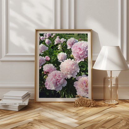 Peonies