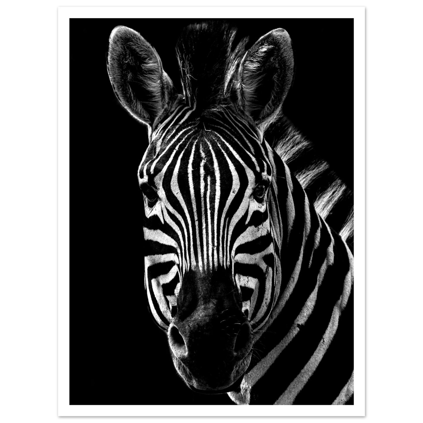 Poster – Närbild av en zebra i svart vit design med vit marginal 50x70 cm