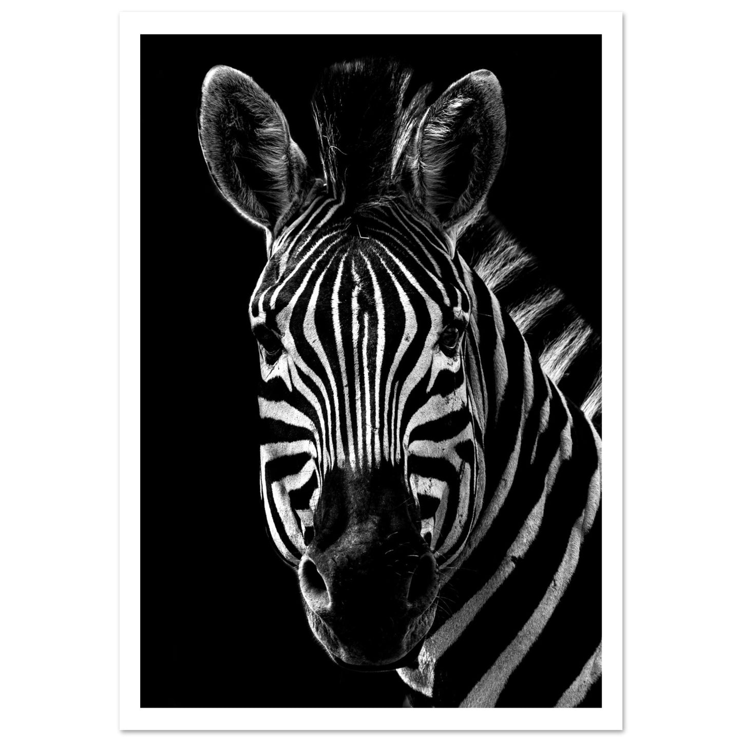 Poster – Närbild av en zebra i svart vit design med vit marginal 70x100 cm